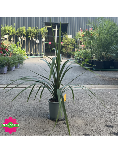 Cordyline australis "Peko" Hauteur 50 cm - Promofleur