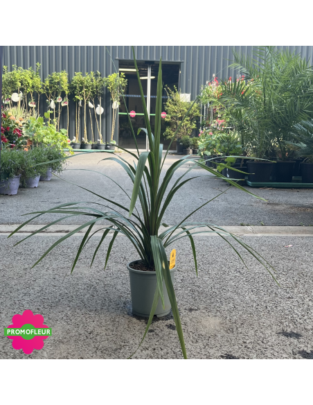 Cordyline australis "Peko" Hauteur 50 cm - Promofleur