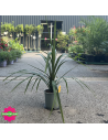 Cordyline australis "Peko" Hauteur 50 cm - Promofleur