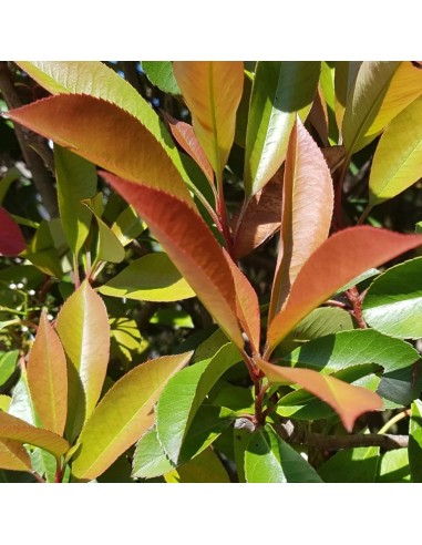 Gros plan Photinia Red Robin - Promofleur Persan