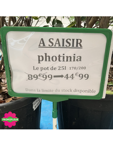 PROMO Photinia Red Robin Hauteur 170/200 cm - Promofleur (1)