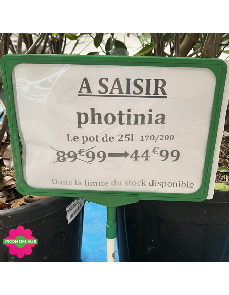 PROMO Photinia Red Robin Hauteur 170/200 cm - Promofleur (1)