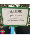 PROMO Photinia Red Robin Hauteur 170/200 cm - Promofleur (1)