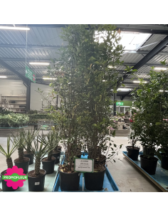 PROMO Photinia Red Robin Hauteur 170/200 cm - Promofleur (1) 2