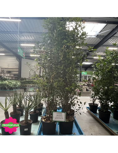 PROMO Photinia Red Robin Hauteur 170/200 cm - Promofleur (2)