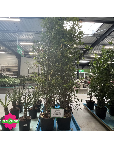 PROMO Photinia Red Robin Hauteur 170/200 cm - Promofleur (2)