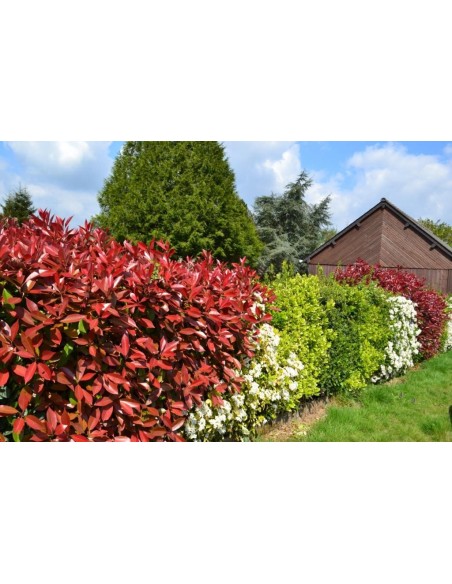 Haie fleurie avec photinia, fusain... - Promofleur Persan