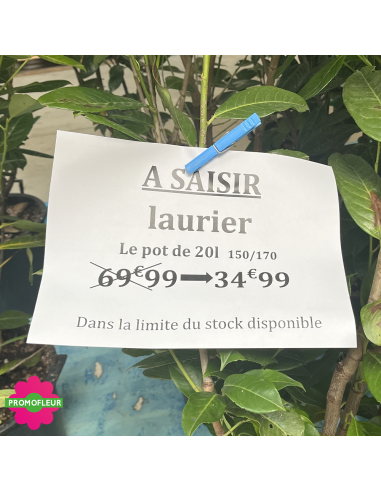 PROMO Laurier Palme Prunus Laurocerasus Hauteur 150/170 cm - Promofleur (1)
