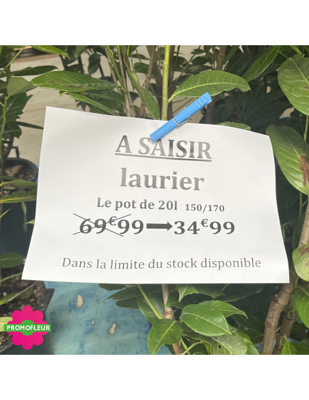 PROMO Laurier Palme Prunus Laurocerasus Hauteur 150/170 cm - Promofleur (1)