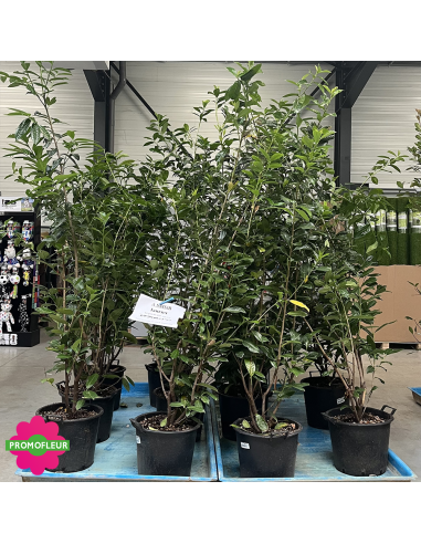 PROMO Laurier Palme Prunus Laurocerasus Hauteur 150/170 cm - Promofleur (2)
