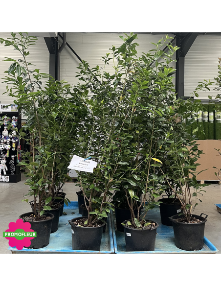 PROMO Laurier Palme Prunus Laurocerasus Hauteur 150/170 cm - Promofleur (2)