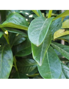 PROMO Laurier Palme Prunus Laurocerasus Hauteur 150/170 cm - Promofleur (1) 2