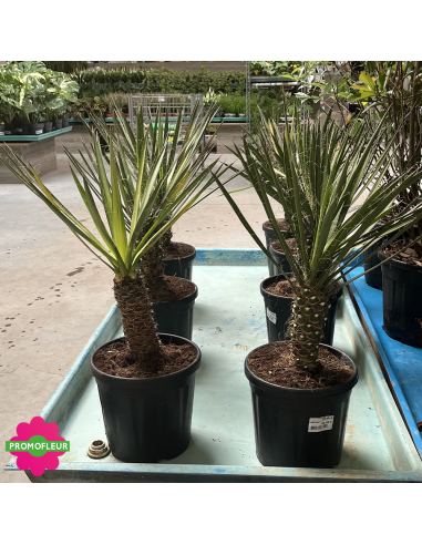 PROMO Yucca Filifera Hauteur 50 cm - Promofleur (2)
