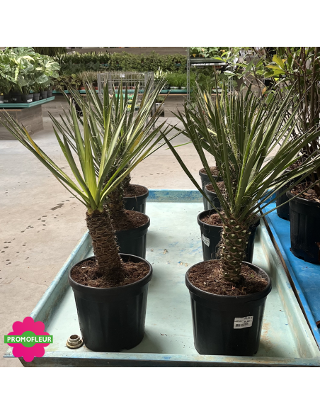 PROMO Yucca Filifera Hauteur 50 cm - Promofleur (2)
