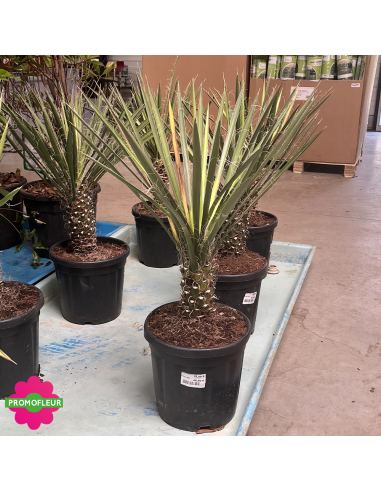 PROMO Yucca Filifera Hauteur 50 cm - Promofleur (3)