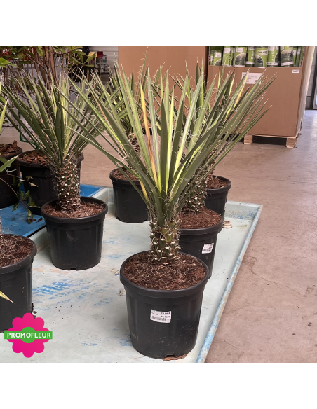 PROMO Yucca Filifera Hauteur 50 cm - Promofleur (3)