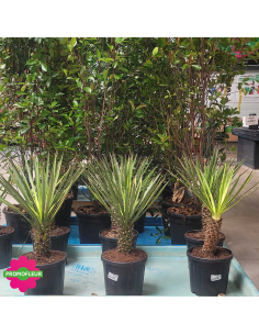 PROMO Yucca Filifera Hauteur 50 cm - Promofleur (1)
