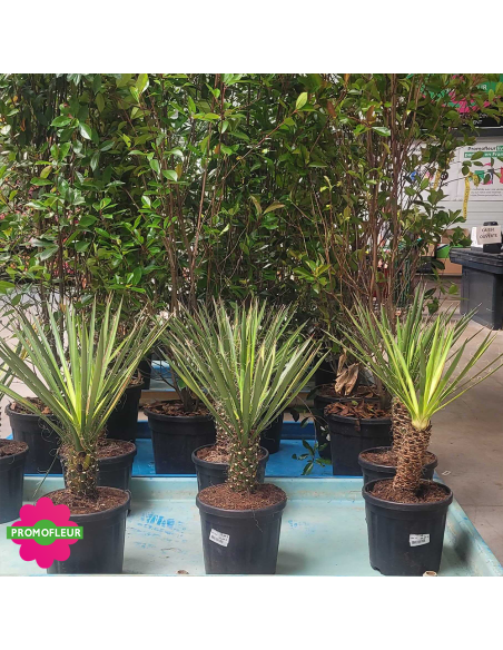 PROMO Yucca Filifera Hauteur 50 cm - Promofleur (1)