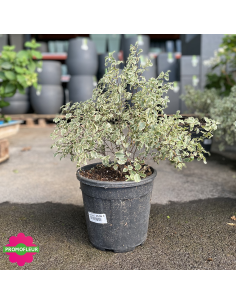 Zoom Feuillage Pittosporum tenuifolium variegatum Hauteur 40 cm - Promofleur 2