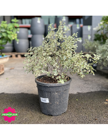 Pittosporum tenuifolium variegatum Hauteur 40 cm - Promofleur