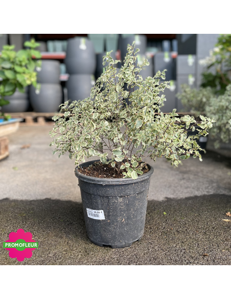 Pittosporum tenuifolium variegatum Hauteur 40 cm - Promofleur