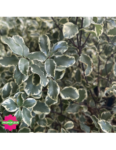 Zoom Feuillage Pittosporum tenuifolium variegatum Hauteur 40 cm - Promofleur