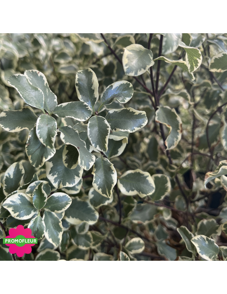Zoom Feuillage Pittosporum tenuifolium variegatum Hauteur 40 cm - Promofleur