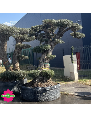 Olivier "Lechin" Plateau T16 Hauteur 230 cm - Promofleur (1)