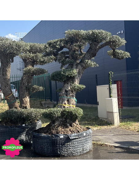 Olivier "Lechin" Plateau T16 Hauteur 230 cm - Promofleur (1)