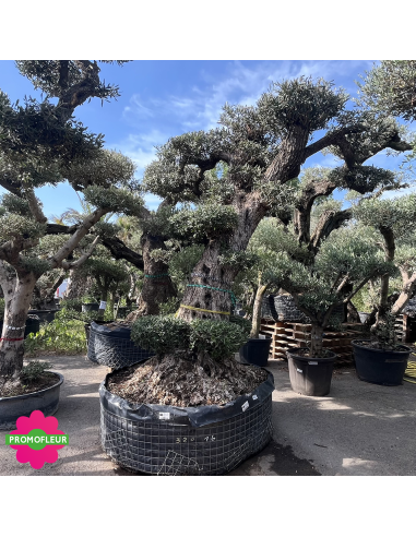 Olivier "Lechin" Plateau T16 Hauteur 230 cm - Promofleur (2)