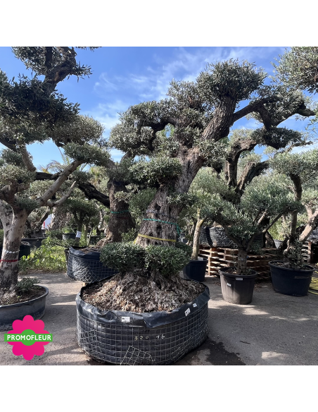 Olivier "Lechin" Plateau T16 Hauteur 230 cm - Promofleur (2)