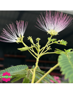 Fleur Albizia Julibrissin "Arbre à soie" - Promofleur