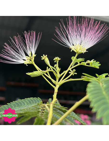 Fleur Albizia Julibrissin "Arbre à soie" - Promofleur