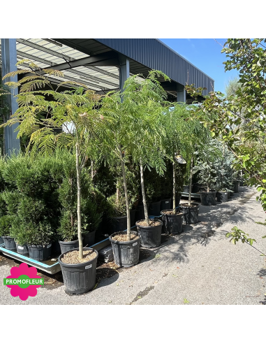 Albizia Julibrissin "Arbre à soie" Hauteur 175 cm - Promofleur