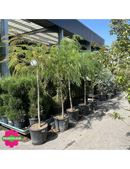 Albizia Julibrissin "Arbre à soie" Hauteur 175 cm - Promofleur