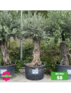 Parc d'Oliviers 80 - 100 ans - Promofleur Champagne-sur-Oise