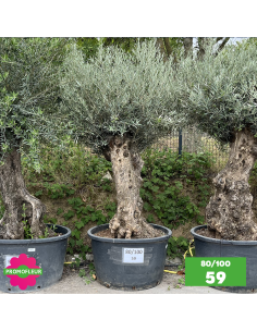 Parc d'Oliviers 80 - 100 ans - Promofleur Champagne-sur-Oise