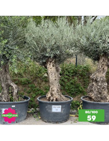 Olivier Centenaire 80 - 100 ans - Promofleur - Choix 59
