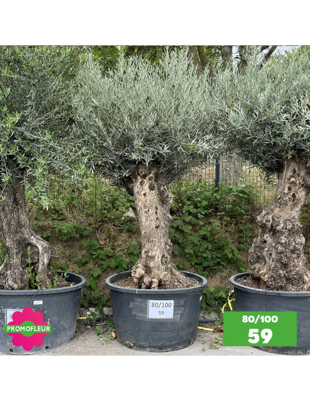 Olivier Centenaire 80 - 100 ans - Promofleur - Choix 59