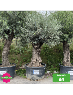 Parc d'Oliviers 80 - 100 ans - Promofleur Champagne-sur-Oise