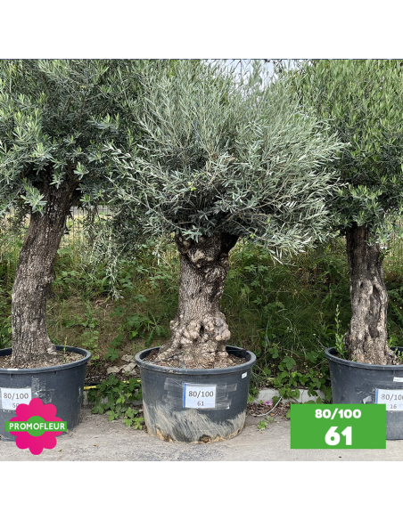 Olivier Centenaire 80 - 100 ans - Promofleur - Choix 61