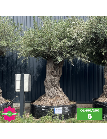 Olivier "Lechin" 150 - 200 ans H.200/250 cm feuillage bien dense