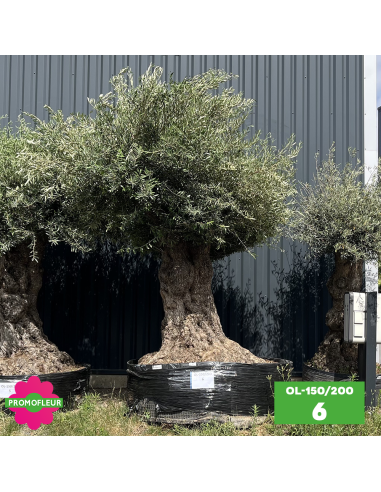 Olivier "Lechin" 150 - 200 ans H.200/250 cm feuillage bien dense