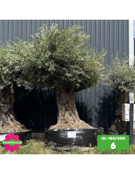 Olivier "Lechin" 150 - 200 ans H.200/250 cm feuillage bien dense