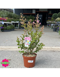 Lagerstroemia indica / Lilas des Indes Hauteur 40/60 cm - Promofleur