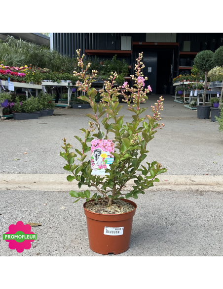 Lagerstroemia indica / Lilas des Indes Hauteur 40/60 cm - Promofleur