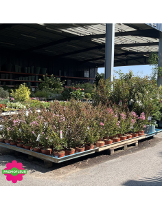 Lagerstroemia indica / Lilas des Indes Hauteur 40/60 cm - Promofleur 2