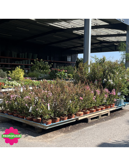 Rayon Lagerstroemia indica / Lilas des Indes Hauteur 40/60 cm - Promofleur