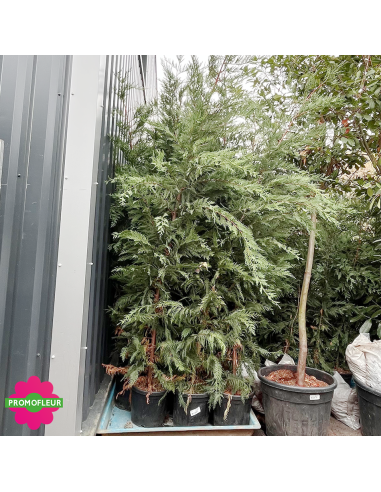 Cyprès de Leyland Hauteur 150/200 cm - Promofleur