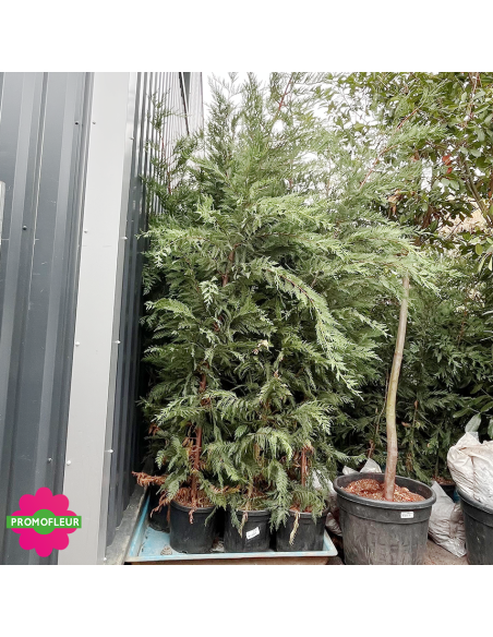 Cyprès de Leyland Hauteur 150/200 cm - Promofleur